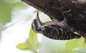 Sunda Pygmy Woodpecker