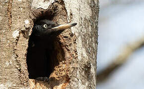 Black Woodpecker