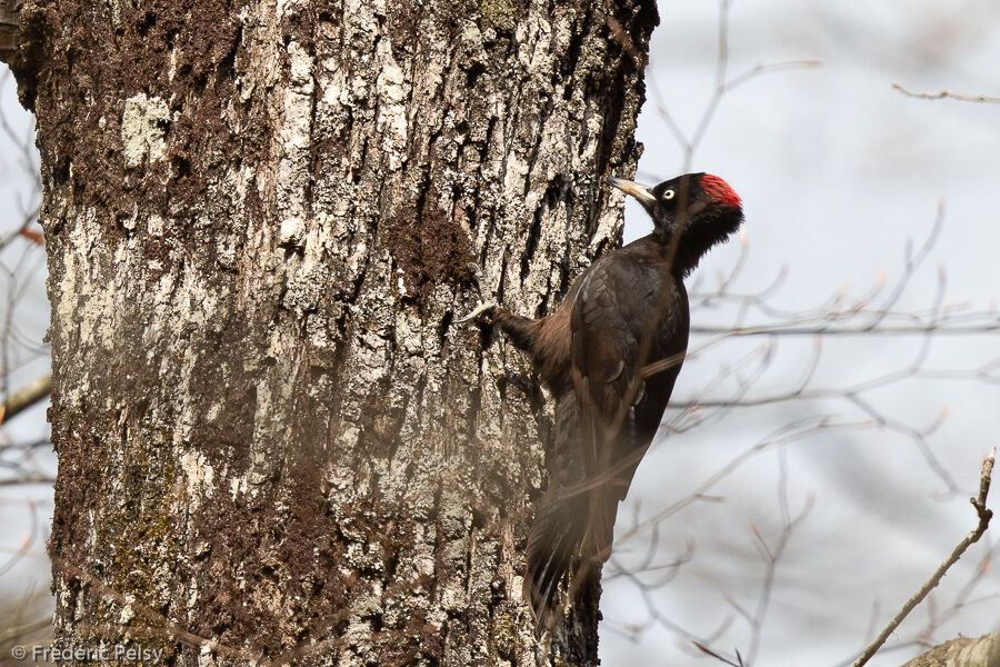 Black Woodpecker male adult