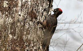 Black Woodpecker