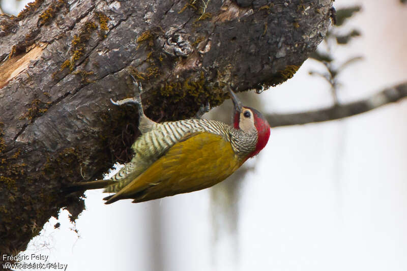 Golden-olive Woodpecker male adult, habitat, pigmentation, fishing/hunting