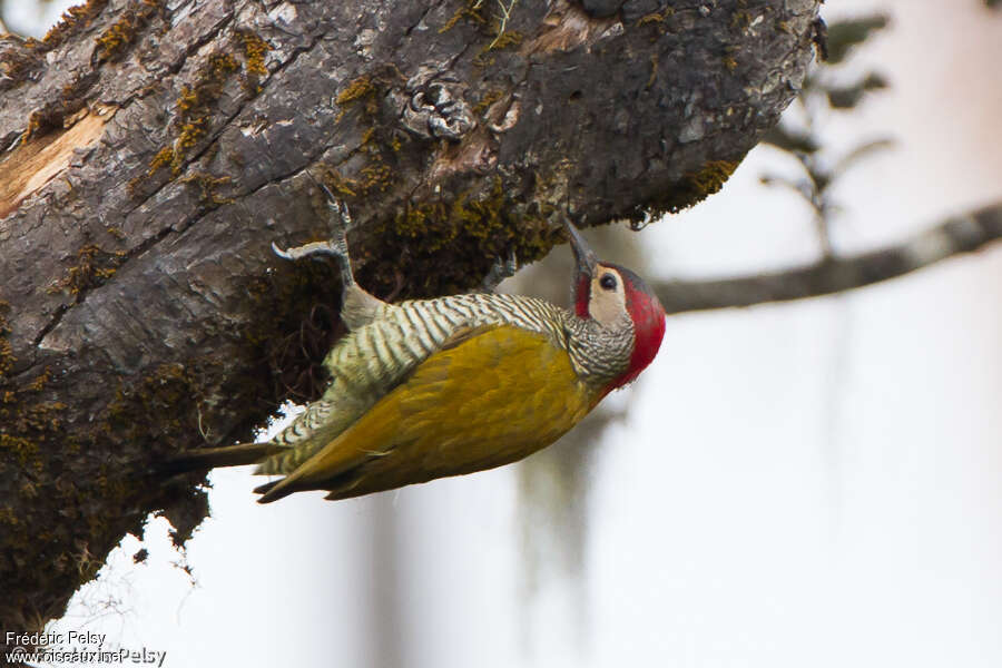 Golden-olive Woodpecker male adult, habitat, pigmentation, fishing/hunting