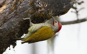 Golden-olive Woodpecker