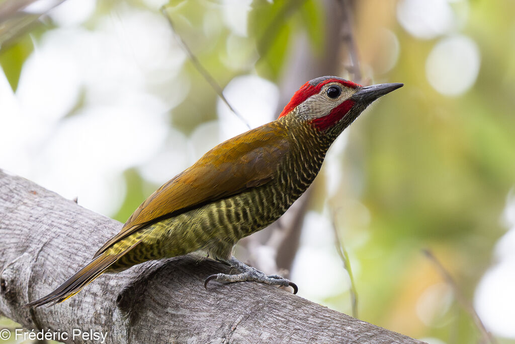 Golden-olive Woodpecker