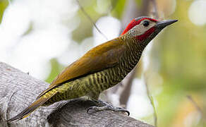 Golden-olive Woodpecker