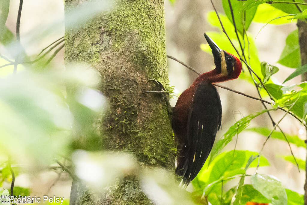 Splendid Woodpecker