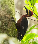 Splendid Woodpecker