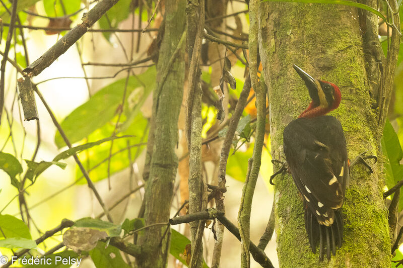 Splendid Woodpecker