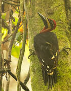 Splendid Woodpecker