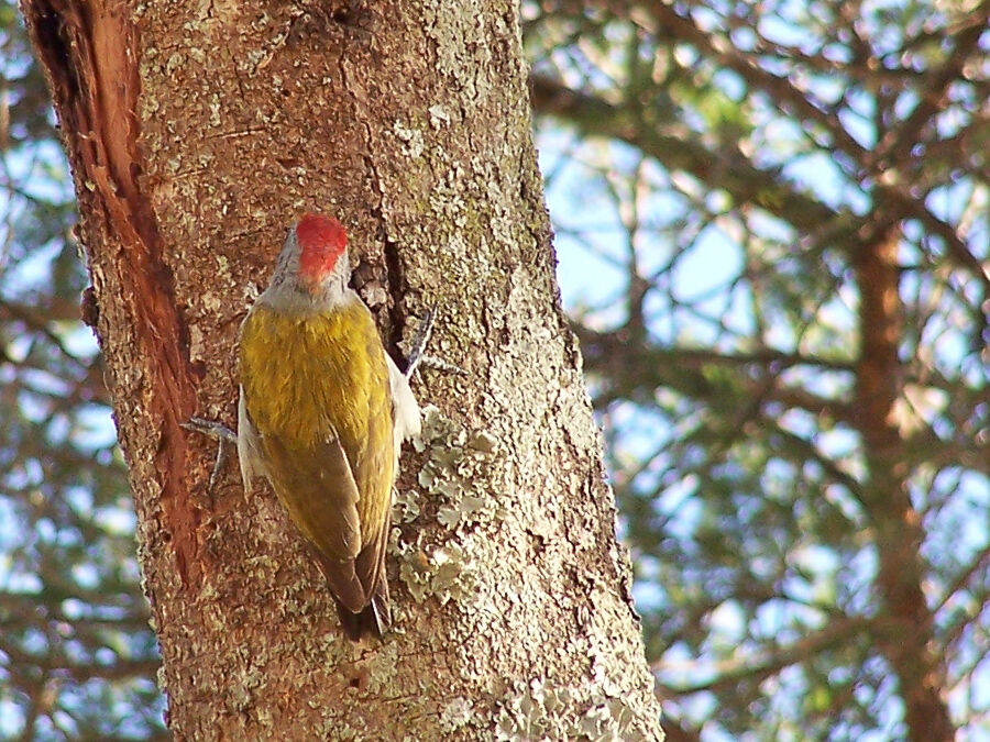 Eastern Grey Woodpecker