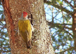 Eastern Grey Woodpecker