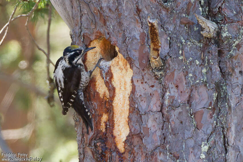 Eurasian Three-toed Woodpecker male adult breeding, Reproduction-nesting