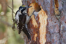 Eurasian Three-toed Woodpecker