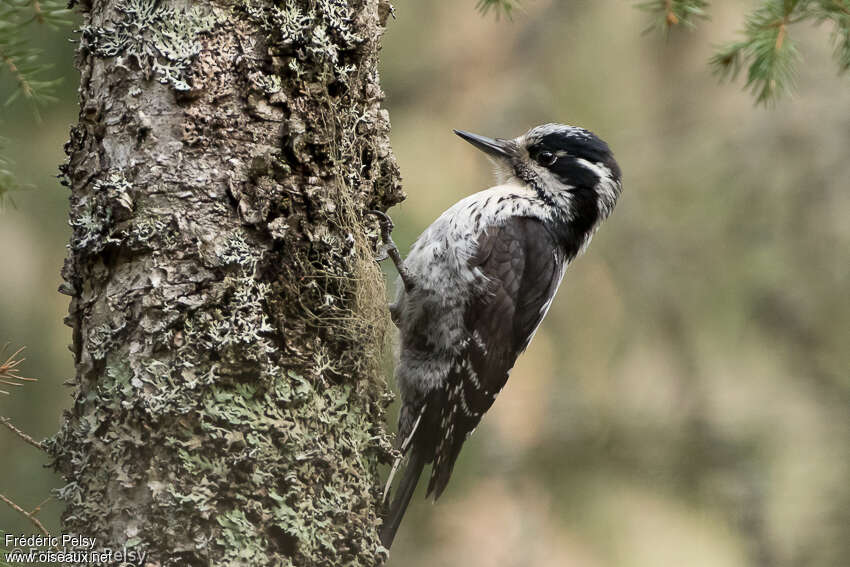 Eurasian Three-toed Woodpecker female adult breeding, identification