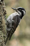 Eurasian Three-toed Woodpecker