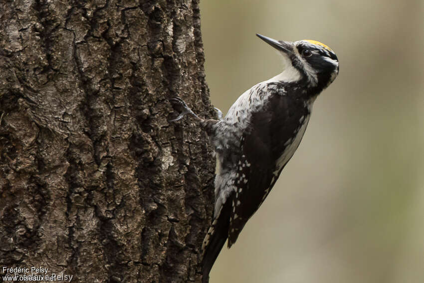 Eurasian Three-toed Woodpecker male adult breeding, identification