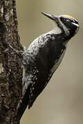 Eurasian Three-toed Woodpecker