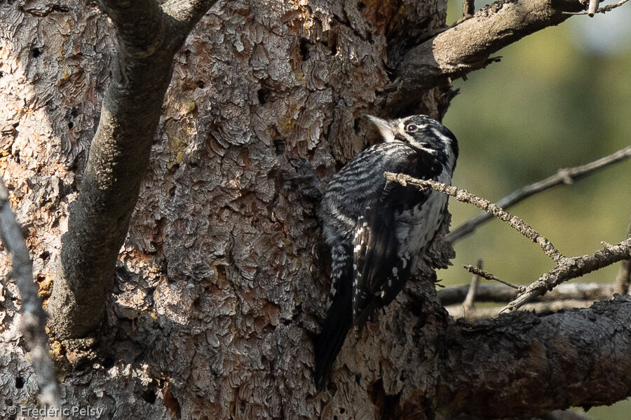 Eurasian Three-toed Woodpecker female