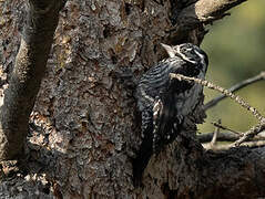 Eurasian Three-toed Woodpecker