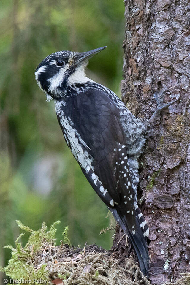 Eurasian Three-toed Woodpecker - Picoides tridactylus female - frpe313247