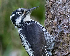 Eurasian Three-toed Woodpecker