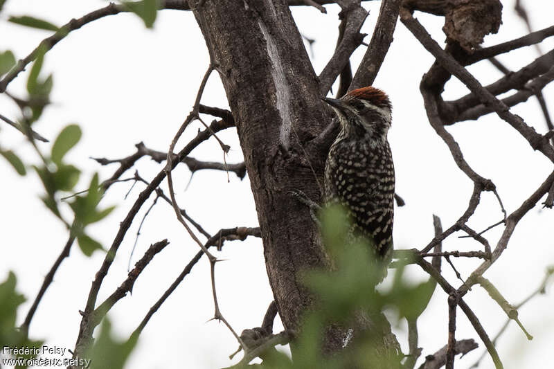 Checkered Woodpecker male adult, identification