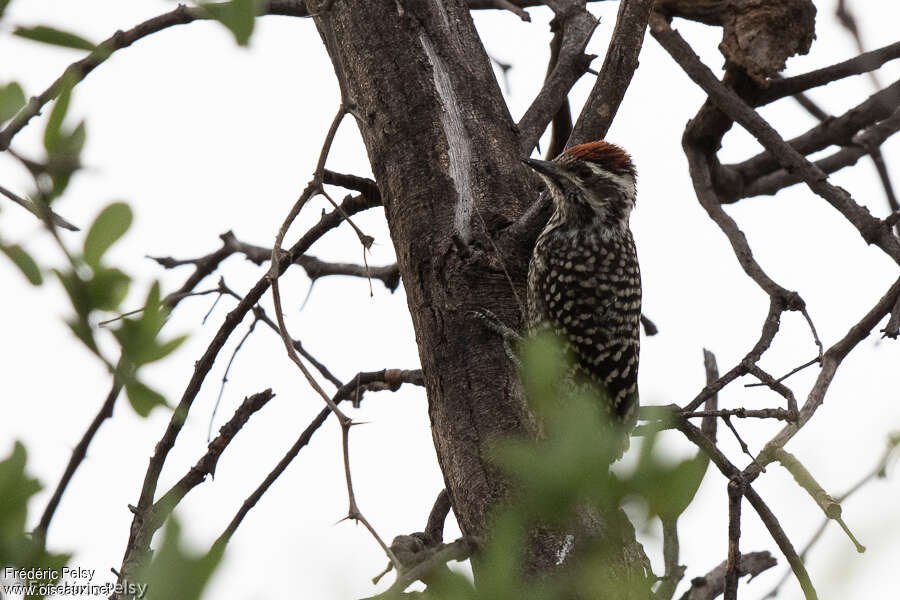 Pic varié mâle adulte, identification