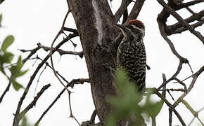 Checkered Woodpecker