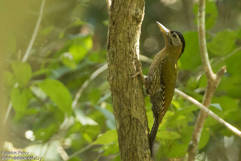 Streak-breasted Woodpecker female adult, identification, aspect