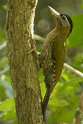 Streak-breasted Woodpecker