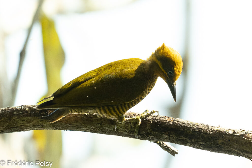 Golden-green Woodpecker