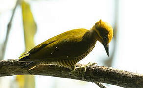 Golden-green Woodpecker