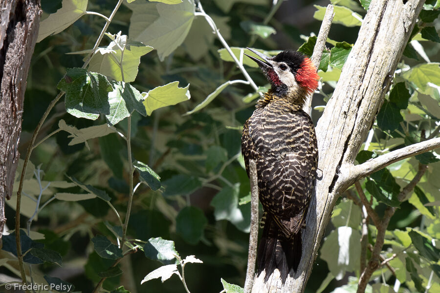 Green-barred Woodpecker