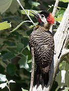 Green-barred Woodpecker