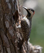 Green-barred Woodpecker