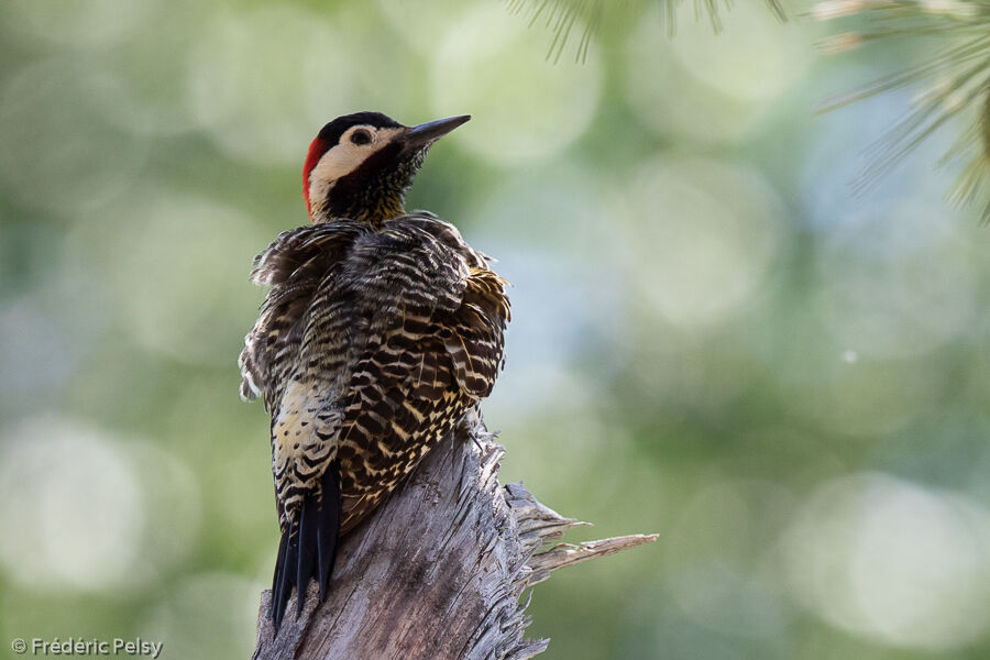 Green-barred Woodpecker