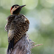 Green-barred Woodpecker