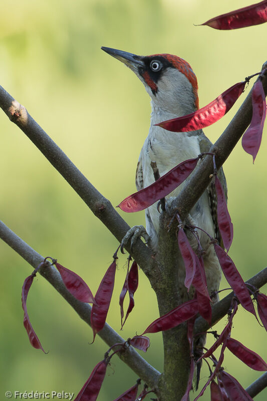 European Green Woodpecker male adult