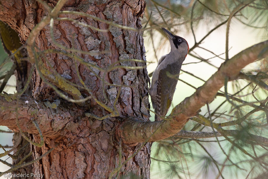 European Green Woodpecker female adult