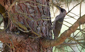 European Green Woodpecker