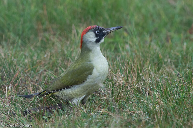 European Green Woodpecker female