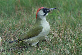 European Green Woodpecker