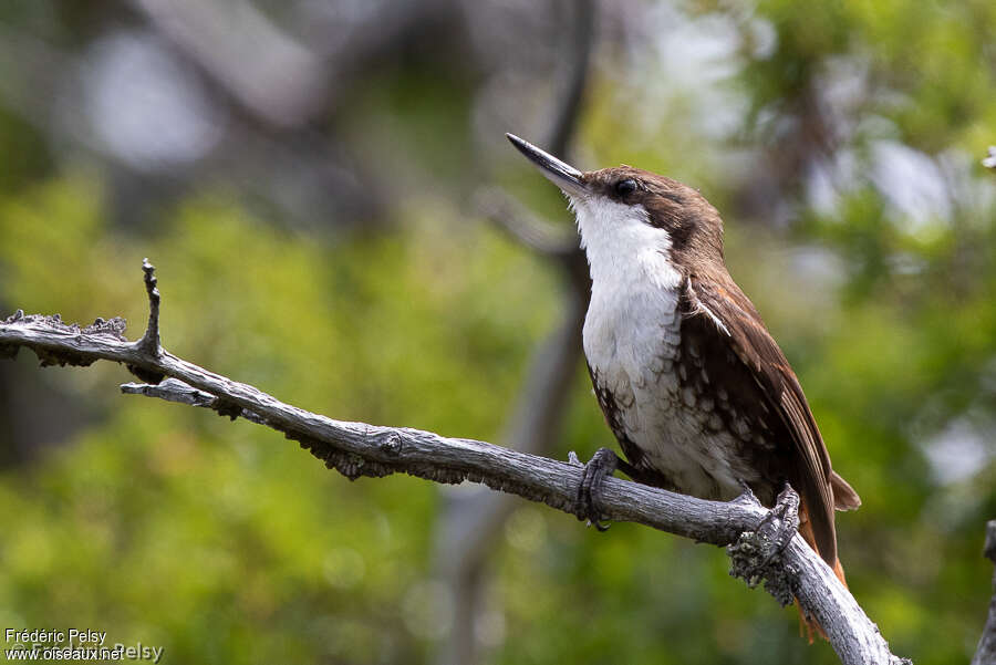 White-throated Treerunneradult, close-up portrait