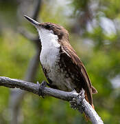 White-throated Treerunner