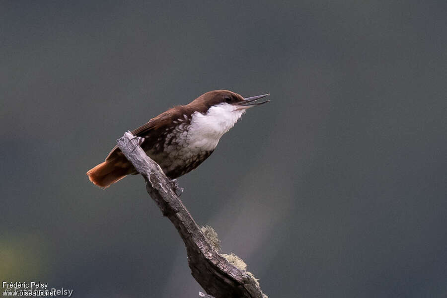 White-throated Treerunneradult, identification