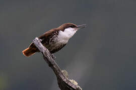 White-throated Treerunner