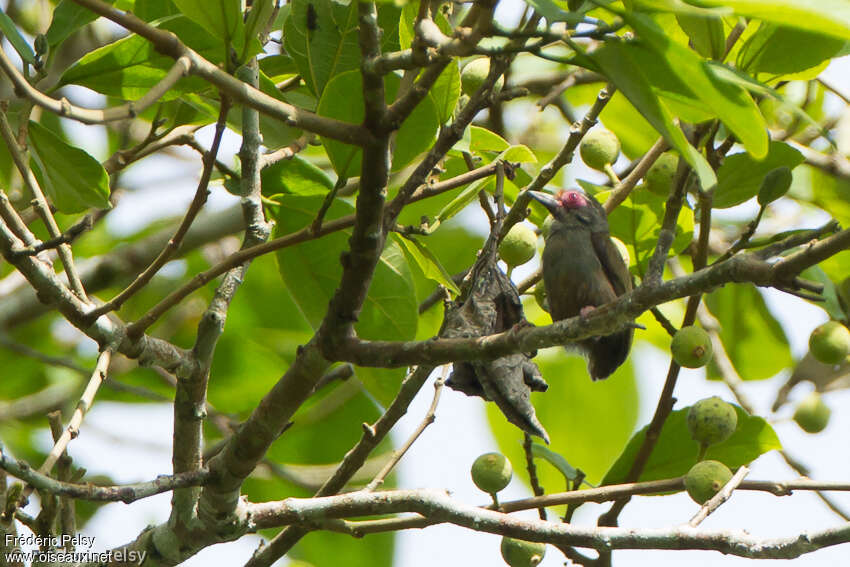 African Piculet male adult