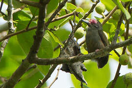 African Piculet