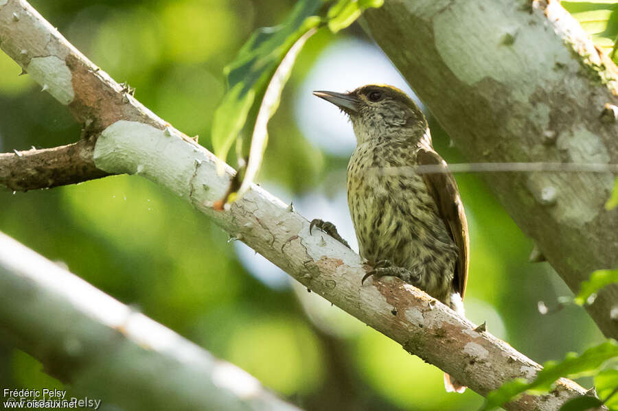 Picumne des Antilles mâle adulte, identification