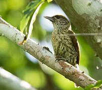 Antillean Piculet